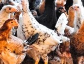 أسواق الدواجن