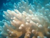 الشعاب المرجانية