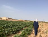 الزراعة في سيناء