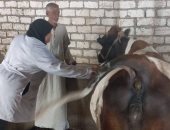 تحصين المواشى أرشيفية