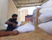 توريد القمح فى أسوان 