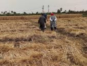 وكيل وزارة الزراعة بالمنيا: المساحة المنزرعة قمح بلغت 213 ألف فدان القمح فى محافظة المنيا