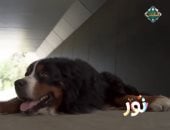 برنامج "نور" على قناة الناس يقدّم للأطفال نصائح لتجنب هجوم الكلاب الضالة