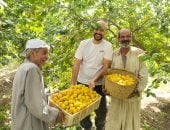 الثمرة الذهبية.. مشمش العمار يتلألأ على الأشجار.. اعرف إزاي تفرقه عن الجبلاوي؟
