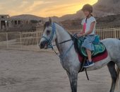 سياح العالم يستمتعون بسفارى الخيول فى جبل القرنة رغم ارتفاع درجات الحرارة بالأقصر