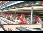 وزير الزراعة: لا وباء في الثروة الداجنة ونسب النفوق طبيعية ولا تتجاوز 6%