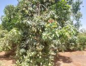 مزارع الإسماعيلية و طرح أولى بشاير المانجا