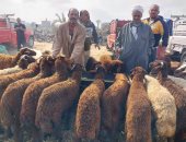 سوق المواشي في دمياط