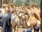 سوق الجمال 