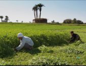 زراعة - فلاح