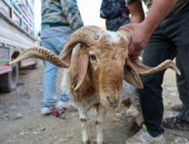 الأضحية - أرشيفية 