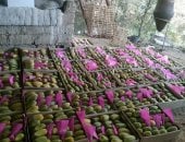 بشاير المانجا.. فاكهة الصيف تبدأ غزو الأسواق من الأقصر.. صور