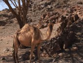 حين يتعانق الجمل والطير تحت ظلال الجبل.. مشاهد لا تُنسى بسرابيط الخادم فى سيناء.. صور