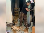 سيدة القطط.. جمعت 150 قطة من الشوارع وأنقذتها من المرض والموت.. اعرف قصتها