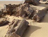 «الغابة المتحجرة» شاهد عيان على حضارة الفيوم منذ 34 مليون سنة.. تقع بمنطقة جبل قطرانى وتعتبر من أهم المناطق الجيولوجية فى أفريقيا.. ودراسات: التغيرات المناخية حولت الحياة البحرية بها إلى غابات كثيفة.. صور