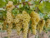 محصول العنب المصري