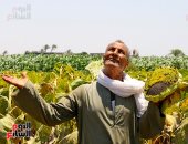 عباد الشمس اللب السوري