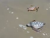 تفاصيل إطلاق السلاحف "على" و"فرح" بمياه البحر المتوسط فى بورسعيد (صور)