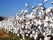تعرف على صنف القطن المخصص لمحافظتك
