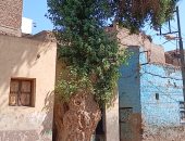 عمرها يفوق 150 عاما.. شجرة جميز "الحسانى" بقنا رمزا للطقوس الاجتماعية والمناسبات