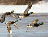 البرك الطبيعية بالشرقية محميات تستقبل الطيور المهاجرة وتدعم السياحة الداخلية