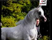 المهرة المصرية "بهجة الفريدة"