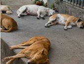 كلاب الشوارع