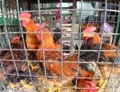 أسعار الدواجن بكفر الشيخ
