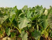 زراعات القلقاس بالشرقية