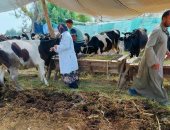 تحصين الماشية فى الدقهلية