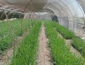 التصنيع الزراعى