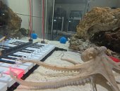 أخطبوط يعزف على البيانو