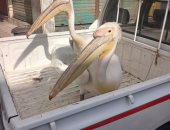 جريمة تستوجب المساءلة القانونية.. احذر اقتناء أو عرض طيور البجع دون ترخيص