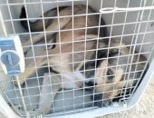 ظاهرة انتشار الكلاب الضالة