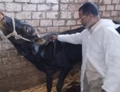 القانون رقم 416 لسنة 1954 بإصدار قانون مزاولة مهنة الطب البيطرى