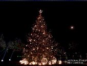 شجرة أعياد الميلاد