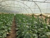 مشروعات الصوب الزراعية