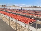 مشروع تجفيف الطماطم