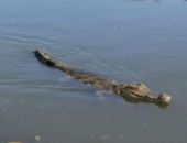 تماسيح قرية الزوامل