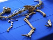 أحفورة ديناصورة عمرها 70 مليون عام