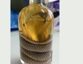 ضبط امرأة تحمل زجاجة نبيذ بثعبان محنط بأحد جمارك روسيا