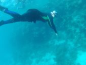 مع قرب رأس السنة.. رحلات وادى الجمال تضع مرسى علم بصدارة البرنامج السياحى.. من سنوركلينج حنكوراب إلى اللعب مع الدلافين فى سطايح تتشكل خريطة السياحة البحرية.. وقيلولة القلعان الخلابة وجهة عشاق الطبيعة.. صور