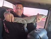 تمساح الزاومل في قبضة رجال وزارة البيئة