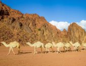 إعلان الفائزين في منافسات فئة جل – صفر بمهرجان الملك عبدالعزيز للإبل