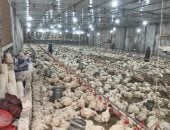 دواجن - أرشيفية