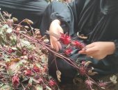 فرحة سيدات القرى جنوب الأقصر في موسم حصاد وتفصيص أعواد الكركديه.. صور