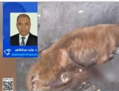 بيطري المنوفية يكشف لـ ستوديو إكسترا تفاصيل ضبط مذبح غير مرخص