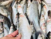 بعد انتهاء نوة قاسم وانتظام حركة الصيد.. اعرف أسعار السمك بالإسكندرية