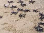 السلاحف تغزو سواحل إسبانيا وتثير الذعر.. التغير المناخى كلمة السر