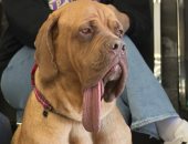 الكلب أوكلاهوما